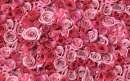 Printed Wafer Paper - Pink Roses